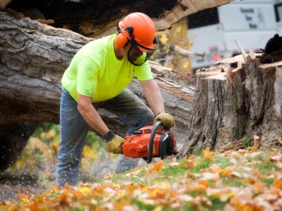 how to start a tree service business