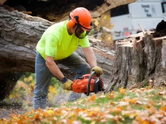 how to start a tree service business