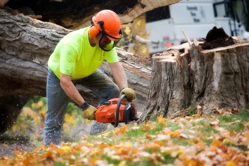 tree service working using a chainsaw