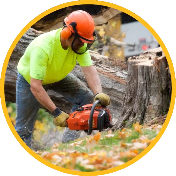 tree service working using chainsaw on a tree