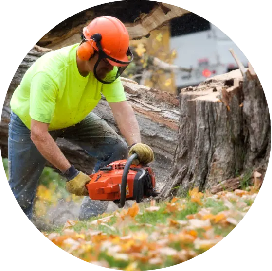 tree service working using chainsaw on a tree